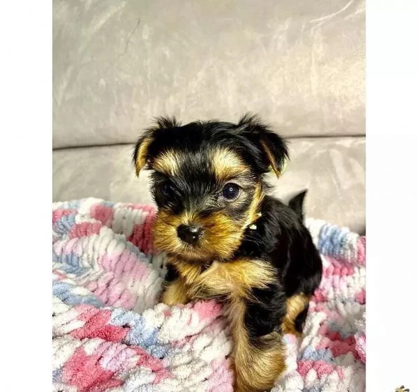 regalo cuccioli di yorkie whatsapp ( 0039 353 317 4023 ) | Foto 2