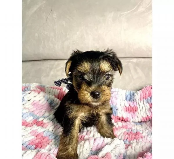 regalo cuccioli di yorkie whatsapp ( 0039 353 317 4023 ) | Foto 1