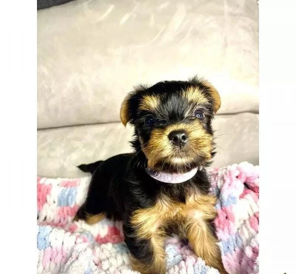 regalo cuccioli di yorkie whatsapp ( 0039 353 317 4023 ) | Foto 0