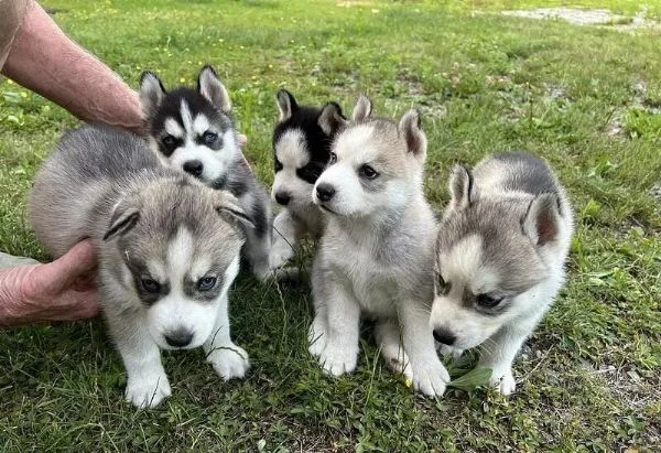 regalo cuccioli husky whatsapp (0039 353 317 4023 )