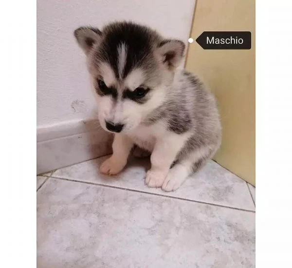 regalo cuccioli husky whatsapp (0039 353 317 4023 ) | Foto 2