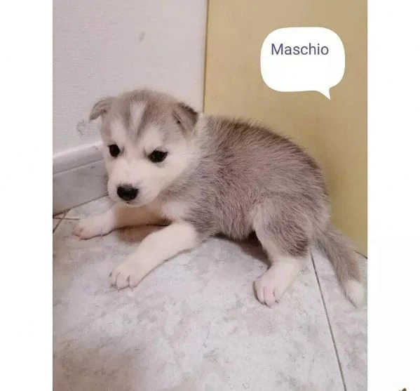 regalo cuccioli husky whatsapp (0039 353 317 4023 ) | Foto 1