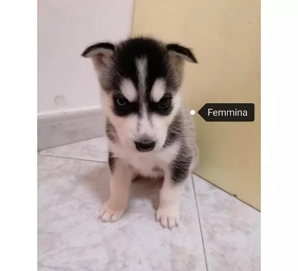 regalo cuccioli husky whatsapp (0039 353 317 4023 ) | Foto 0