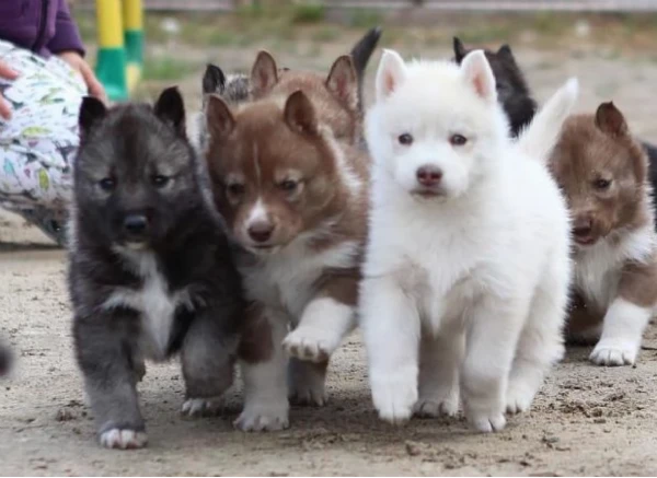 cuccioli di siberian husky allevati con amore per adozione 