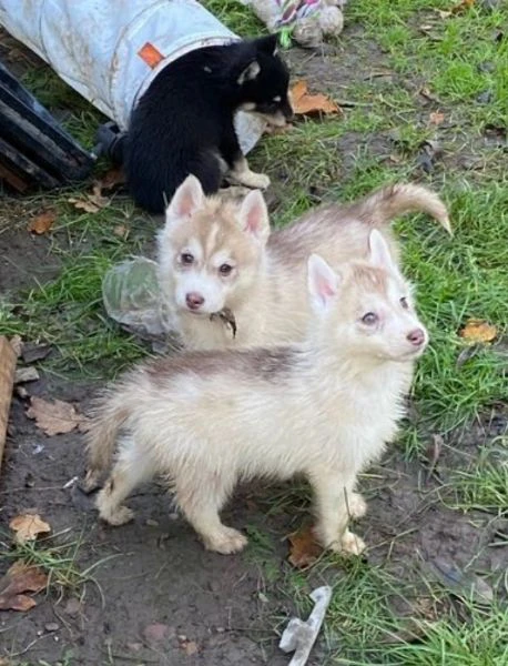 wooly siberian husky di razza pura per adozione | Foto 1