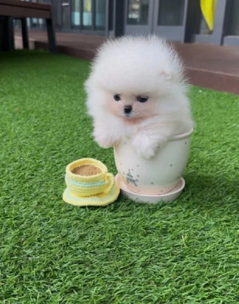 bellissimi cuccioli di pomerania | Foto 3