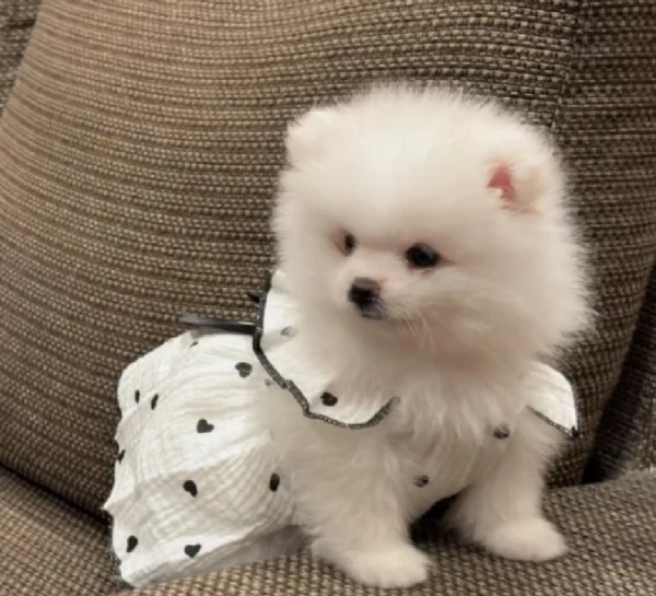 bellissimi cuccioli di pomerania | Foto 2