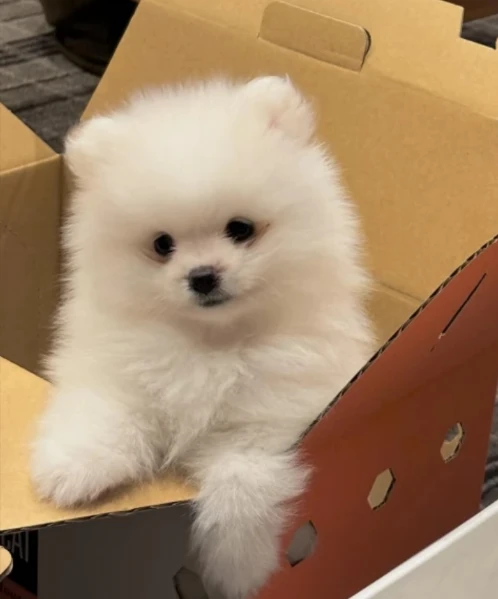 bellissimi cuccioli di pomerania | Foto 1