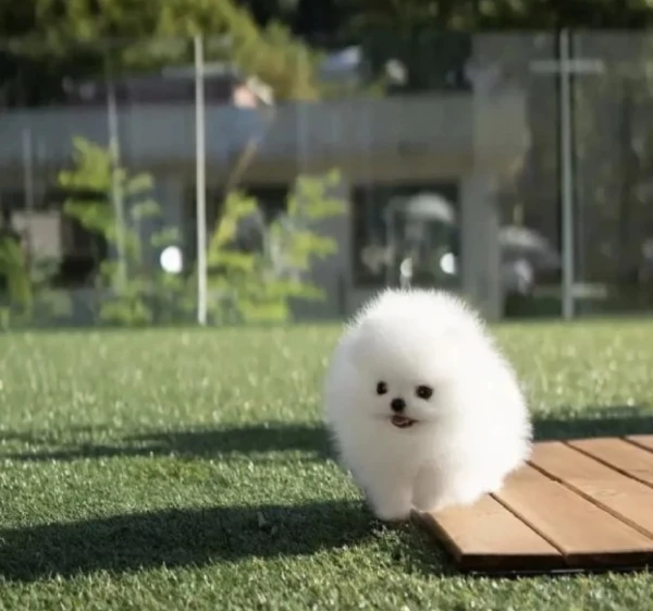 bellissimi cuccioli di pomerania | Foto 0