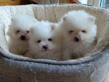 bellissimi cuccioli di pomerania