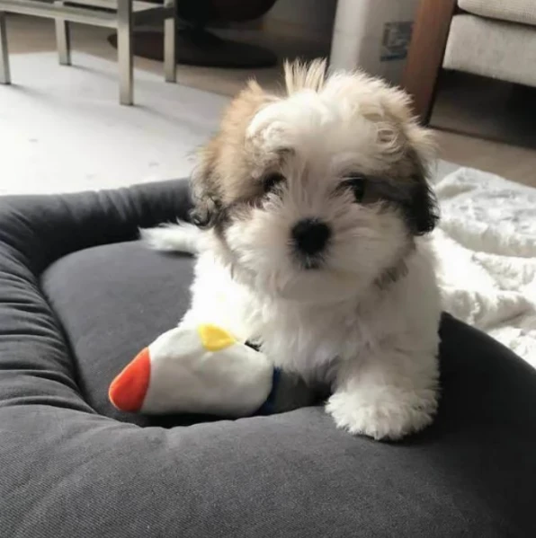 regalo bellissimi cuccioli di shihtzu boo tipo orso inadozione,  | Foto 3