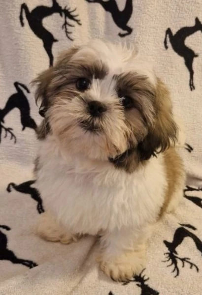 regalo bellissimi cuccioli di shihtzu boo tipo orso inadozione,  | Foto 2