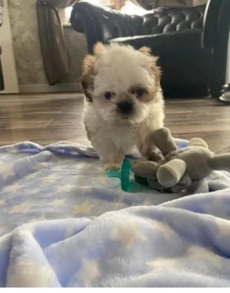 regalo bellissimi cuccioli di shihtzu boo tipo orso inadozione,  | Foto 1