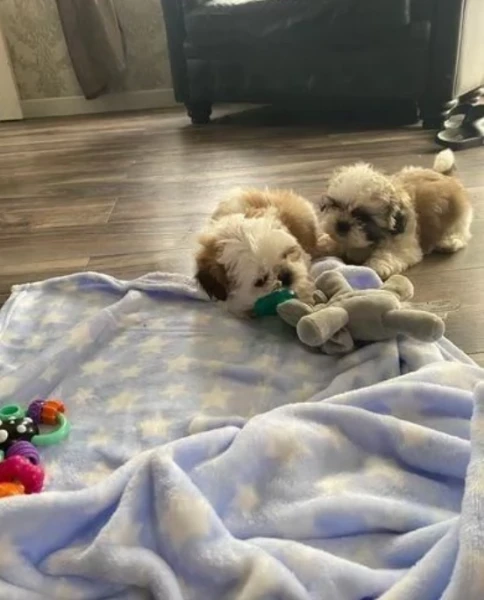 regalo bellissimi cuccioli di shihtzu boo tipo orso inadozione, 