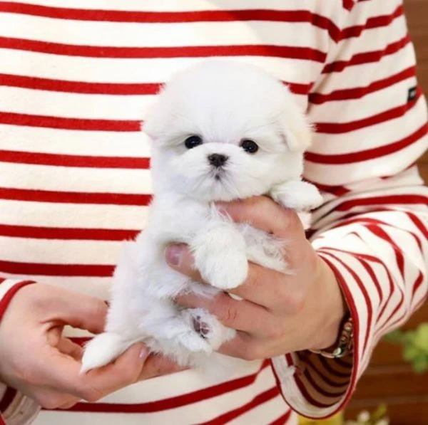 cuccioli di maltese toy | Foto 0