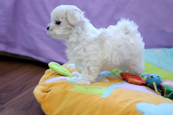 maltese cuccioli disponibili | Foto 0