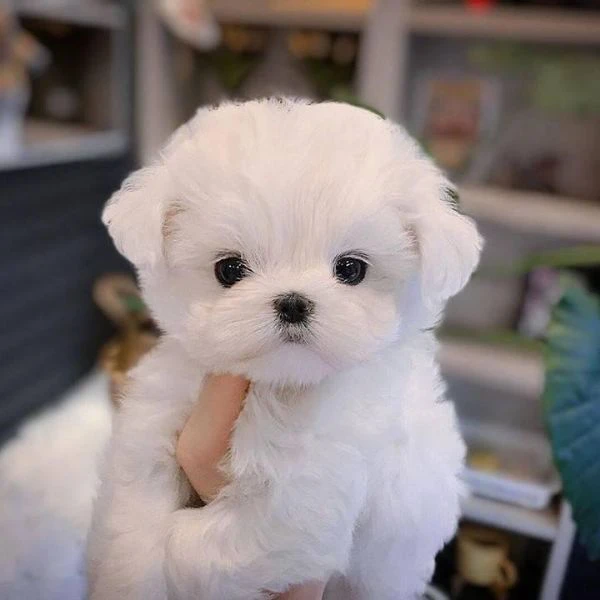 cuccioli maltese toy dai 3 ai 4 mesi  | Foto 0