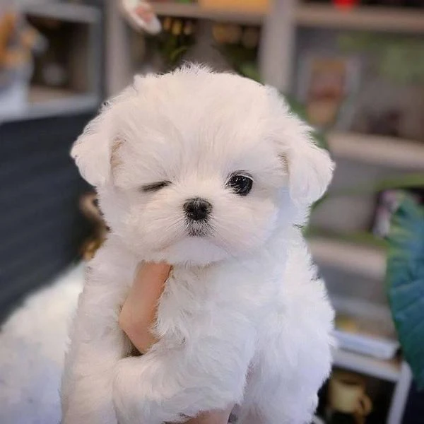 cuccioli maltese toy dai 3 ai 4 mesi 