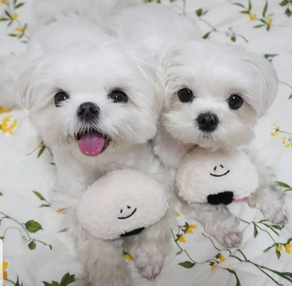 maltese toy cuccioli