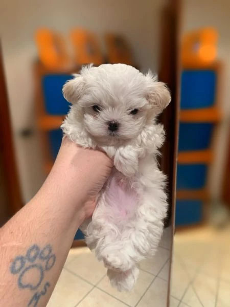 cuccioli di razza maltese toy | Foto 0