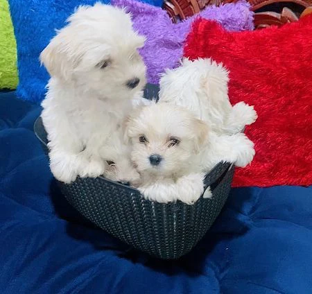 cuccioli maltesi maschio e femmina | Foto 0