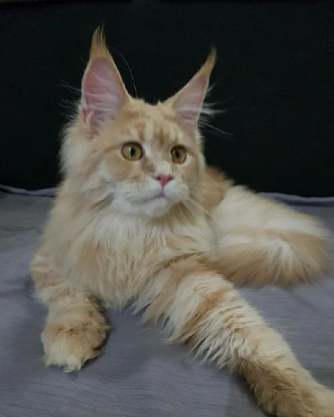 maine coon cuccioli