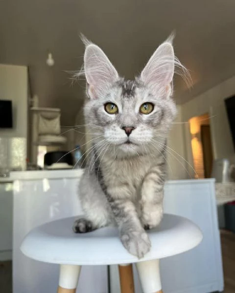 cuccioli di maine coon | Foto 0