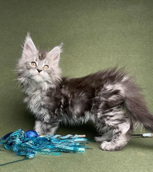 cuccioli gatti maine coon | Foto 0