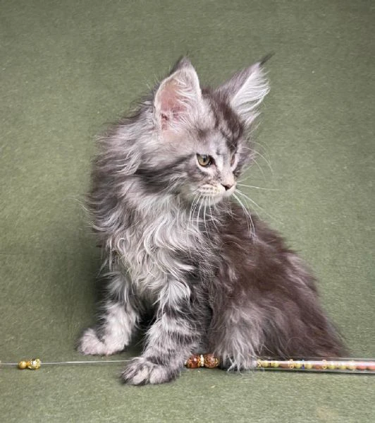 cuccioli gatti maine coon