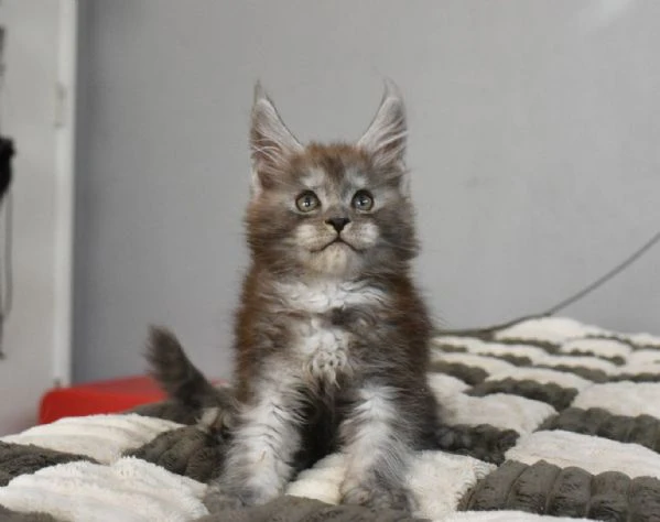 maine coon cuccioli pedigree