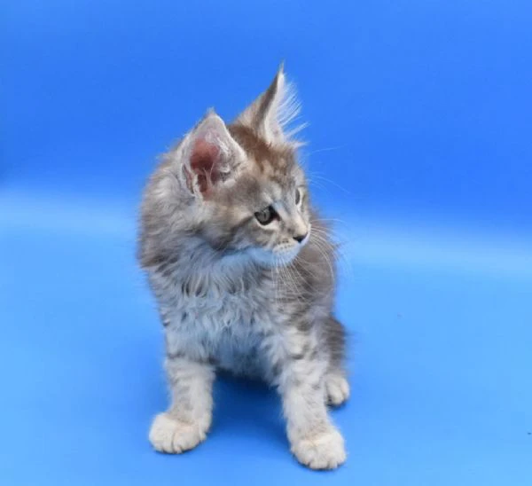 disponibili cuccioli di maine coon. | Foto 0