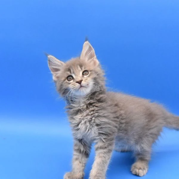 disponibili cuccioli di maine coon.