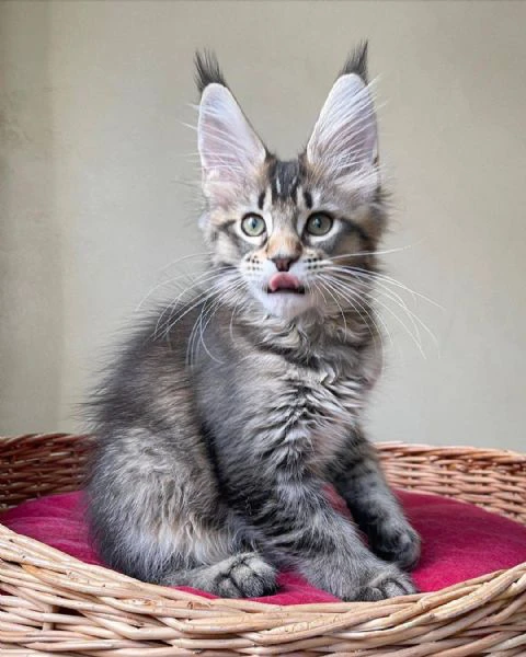 cucciola di razza maine coon | Foto 0