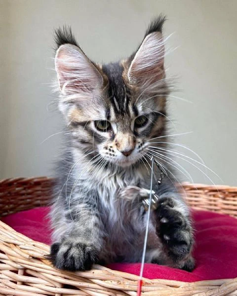 cucciola di razza maine coon