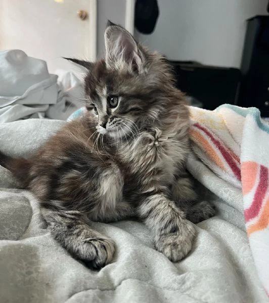 maine coon cuccioli | Foto 0