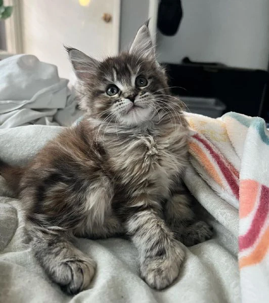 maine coon cuccioli