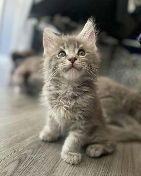 cuccioli maine coon maschi e femmine