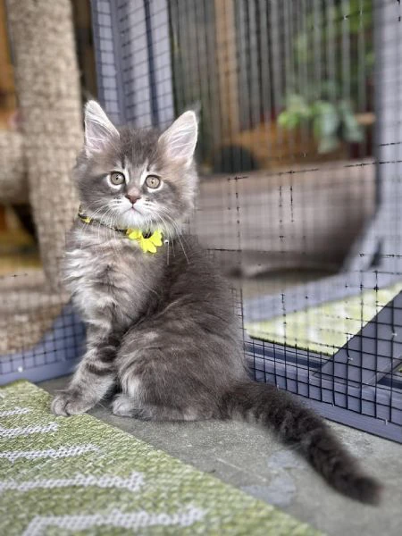 maine coon cuccioli | Foto 0