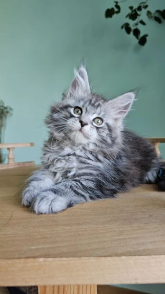 maine coon, gattini di razza purezza– disponibili subito!