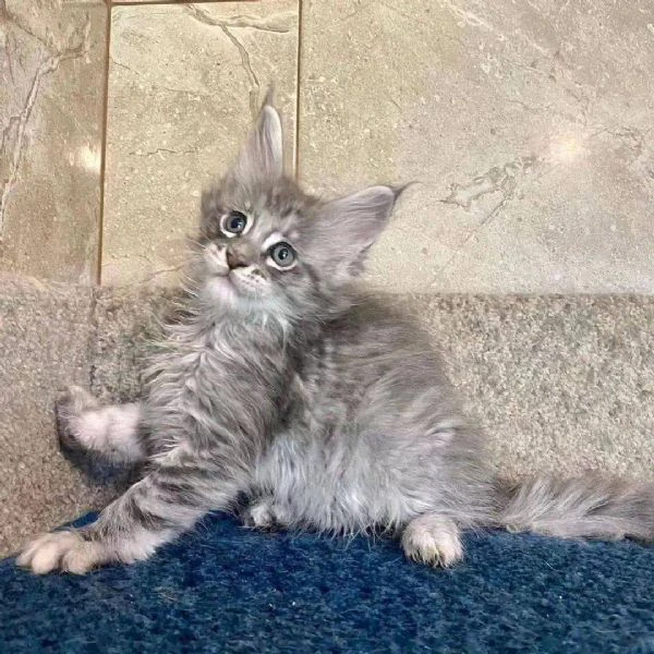 maine coon cuccioli!! | Foto 0