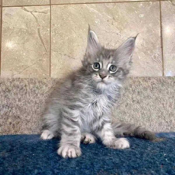 maine coon cuccioli!!