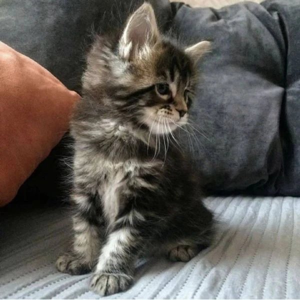 due cuccioli main coon!!