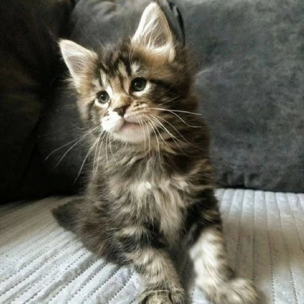 due cuccioli main coon!! | Foto 0