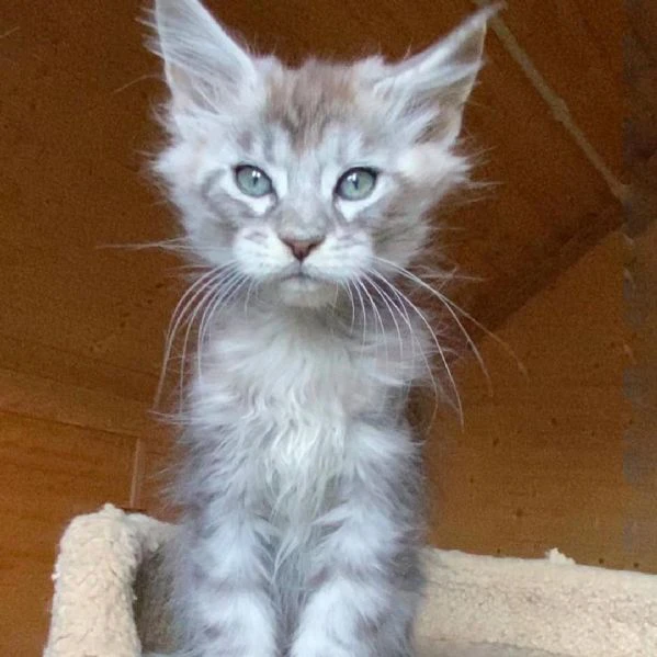 maine coon disponibili!! | Foto 0