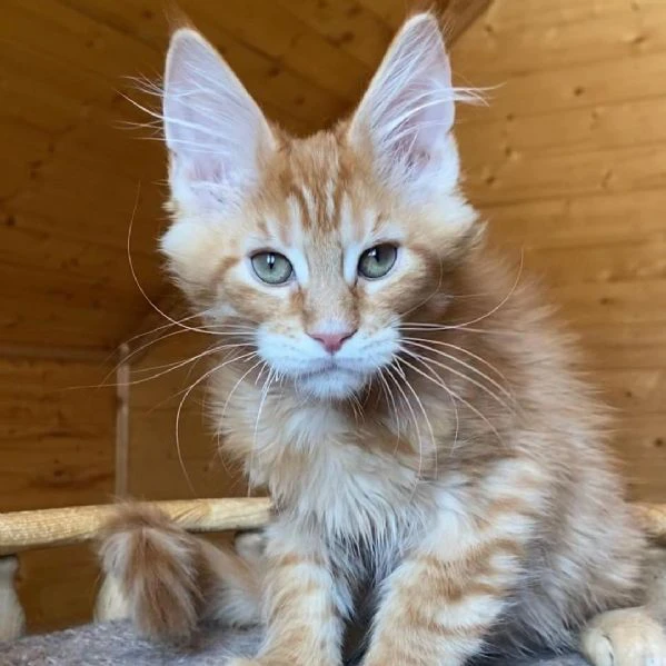 maine coon cuccioli!!