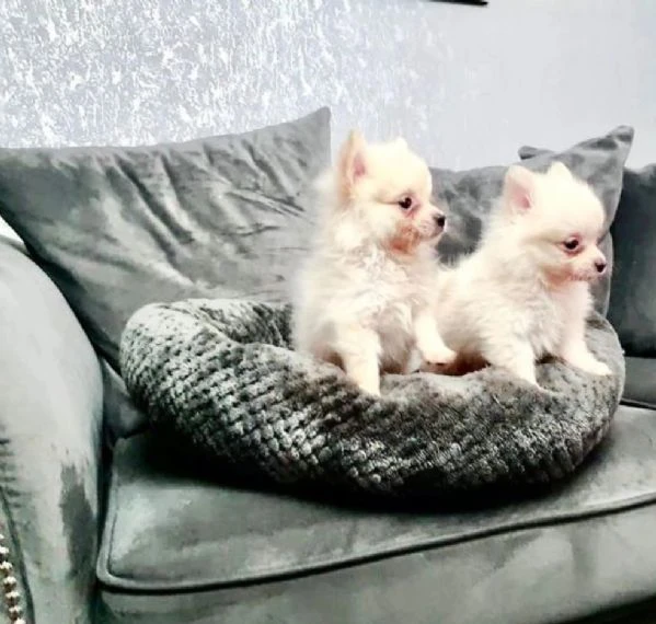 adorabili cuccioli di pomerania teacup in adozione