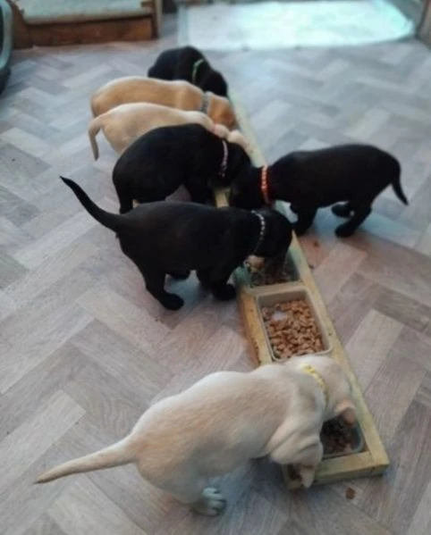 ** cuccioli di labrador pronti ora per l'adozione ** 