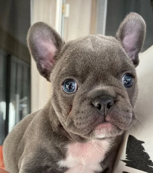 ** cuccioli di bulldog francese pronti ora per l'adozione **  | Foto 3