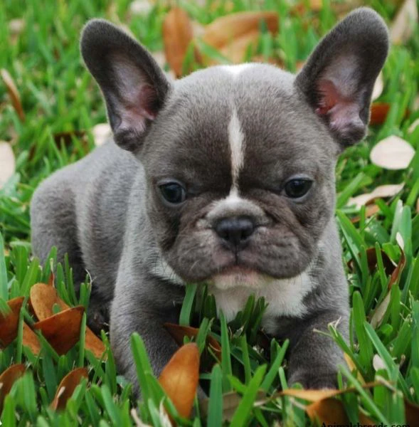 ** cuccioli di bulldog francese pronti ora per l'adozione **  | Foto 2