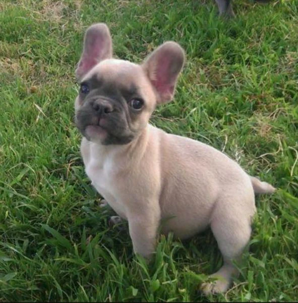 ** cuccioli di bulldog francese pronti ora per l'adozione **  | Foto 1